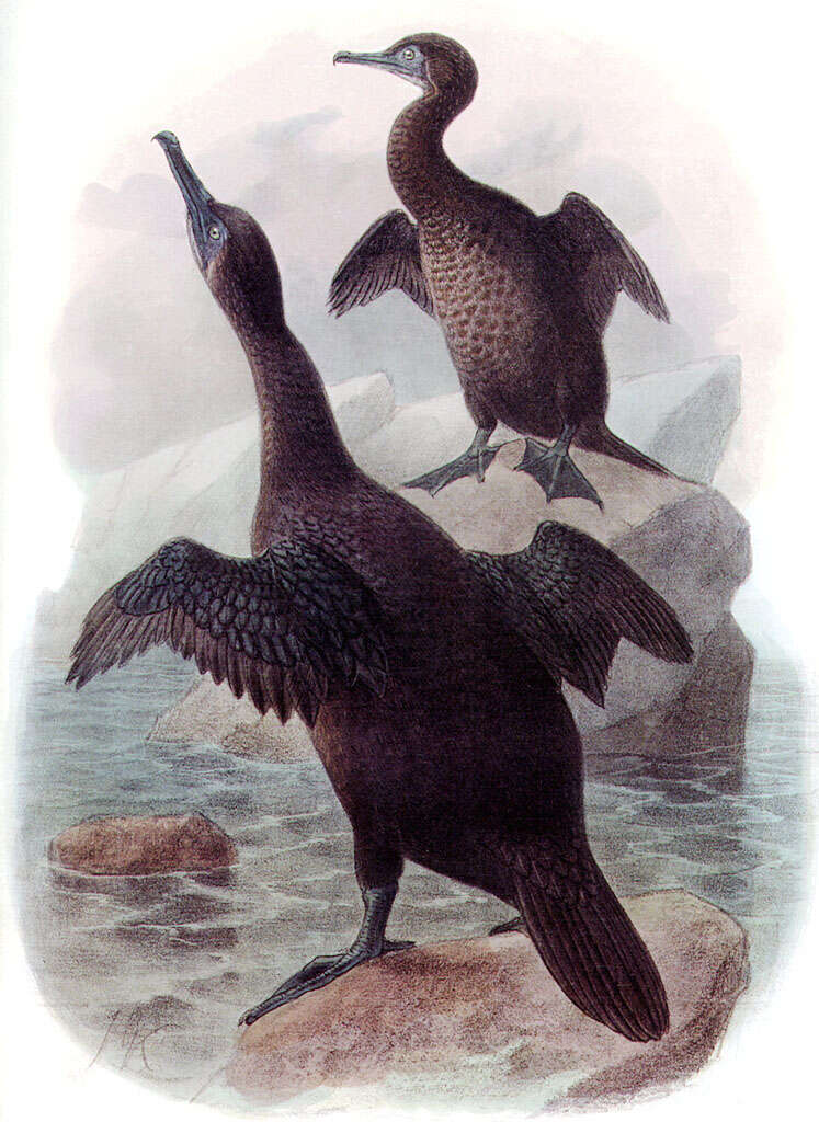 Image of Flightless Cormorant