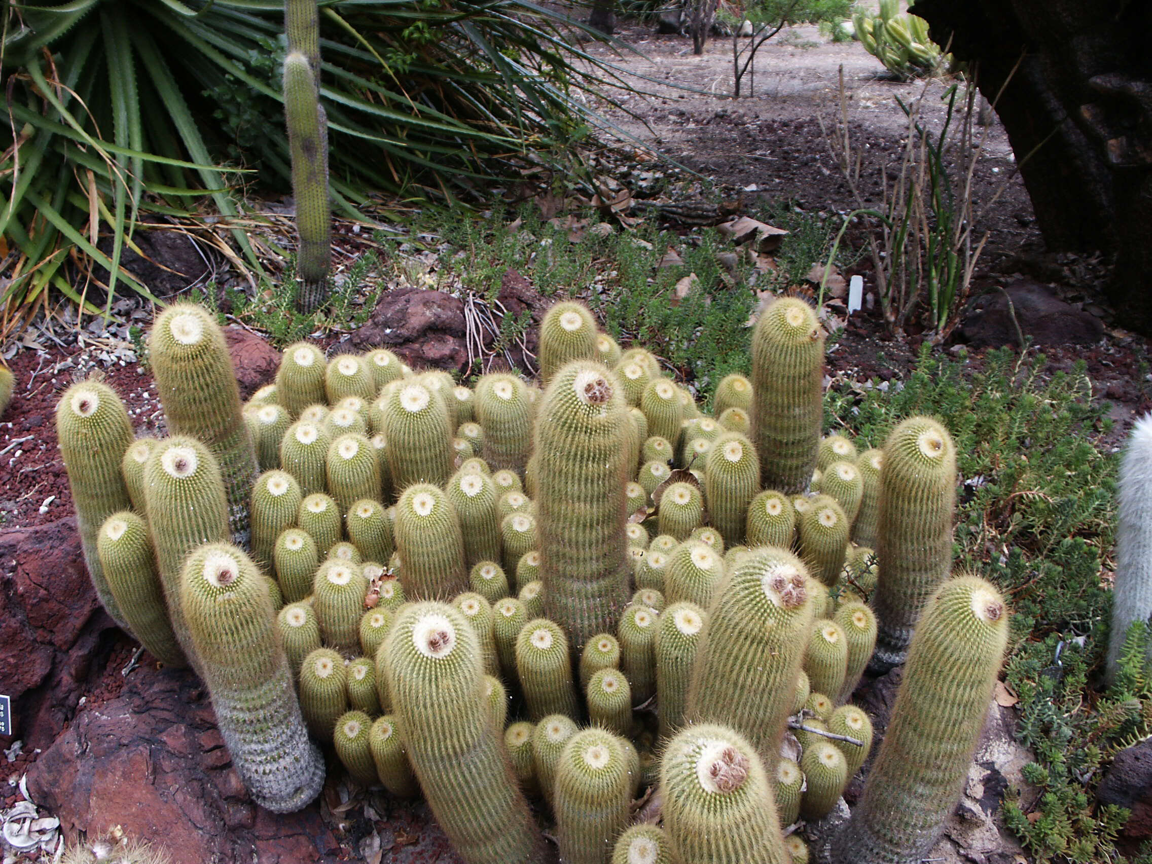 Image of Parodia lenninghausii (F. Haage) F. H. Brandt ex Eggli & Hofacker