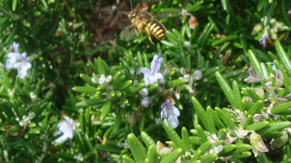 Image of wool-carder bee