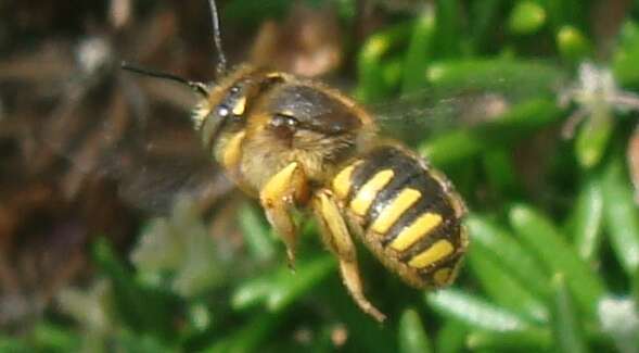 Image of wool-carder bee