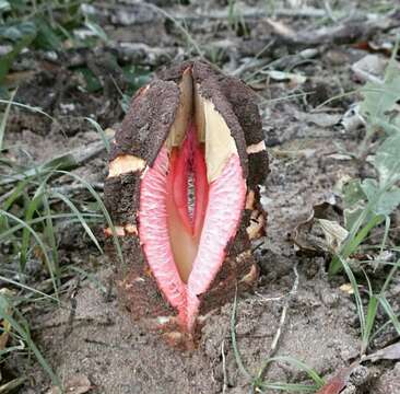 Image of Hydnora Thunberg 1775