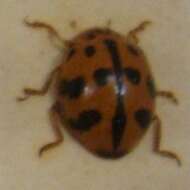 Image of Lady beetle