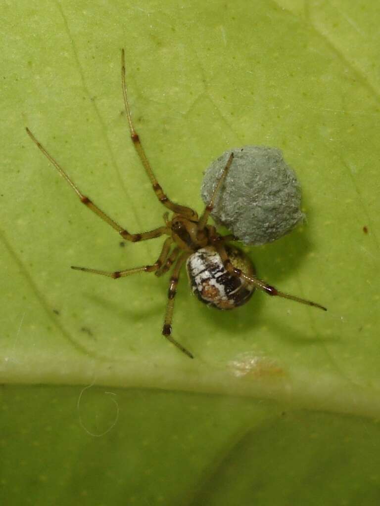 Image of Phylloneta sisyphia (Clerck 1757)