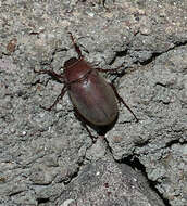 Image of <i>Phyllophaga vetula</i>