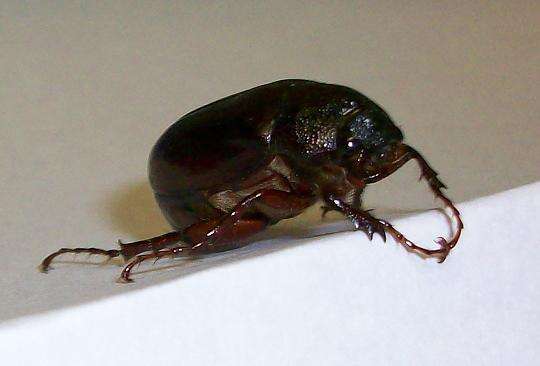 Image of May Beetles