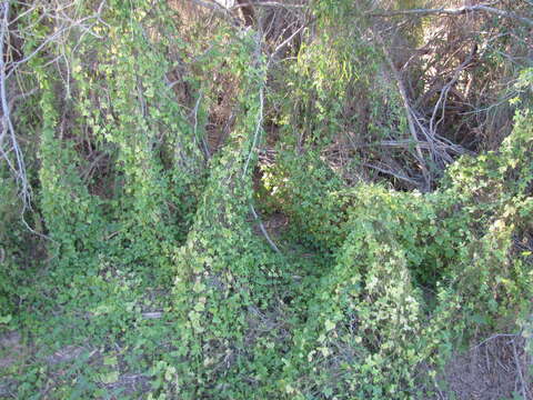 Image of desert starvine