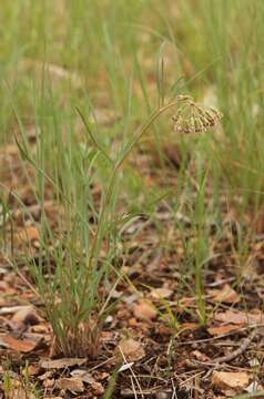 Image of slimpod milkweed