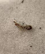 Imagem de Argyresthia thuiella Packard 1871