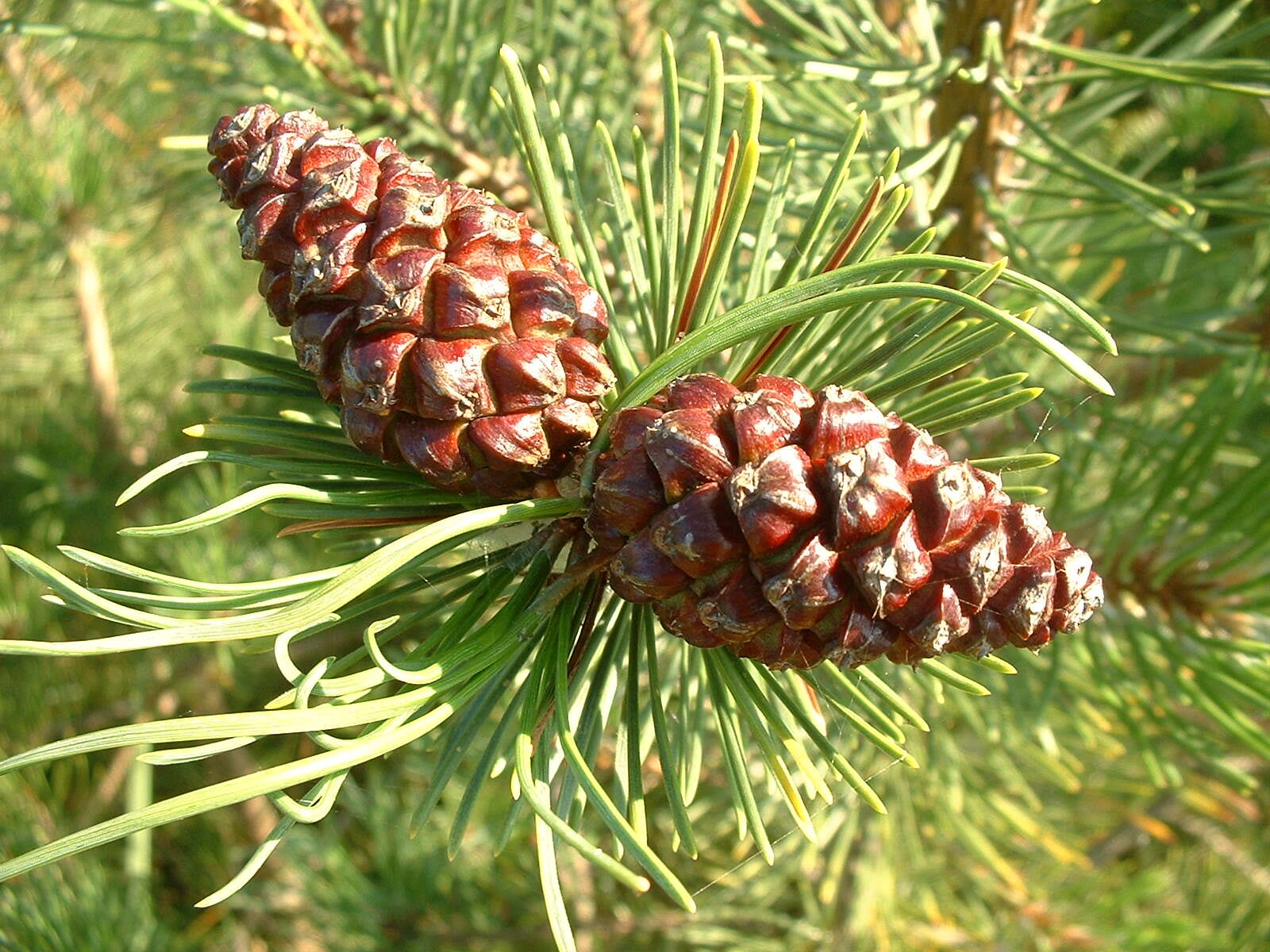 Image of Mountain Pine