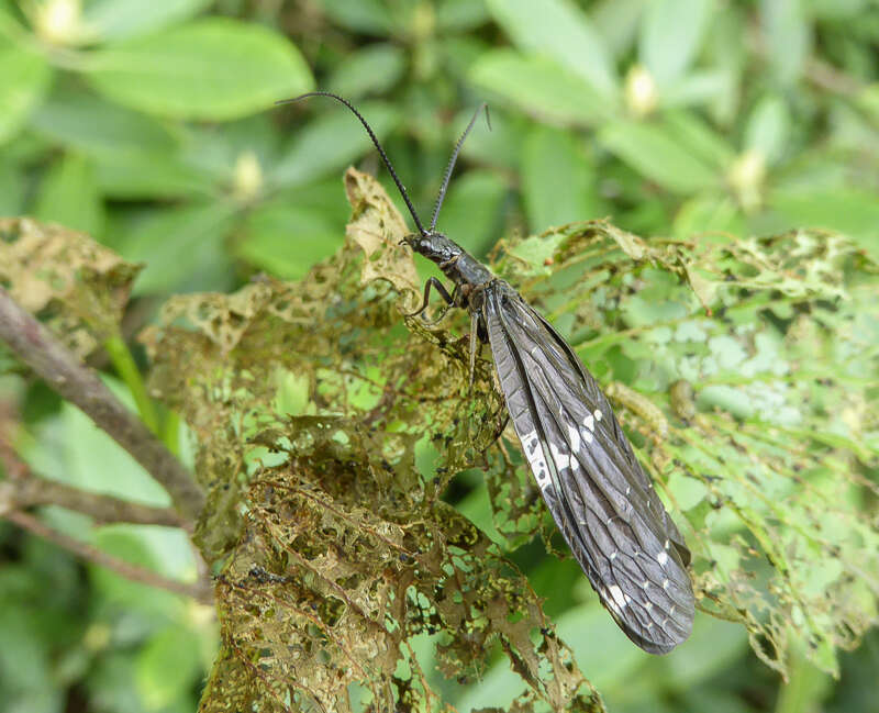 Sivun Nigronia serricornis (Say ex Keating 1824) kuva