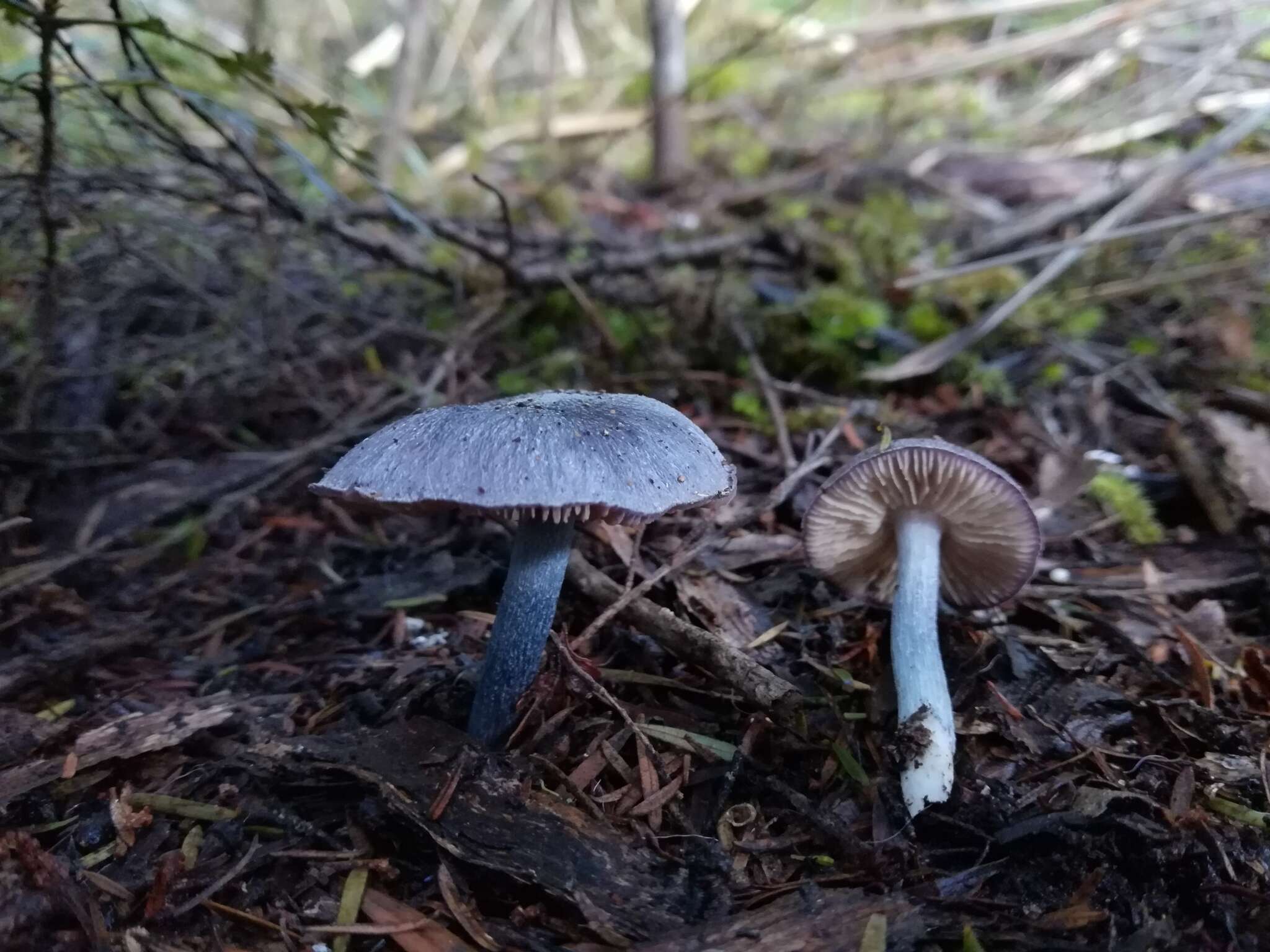 Image of Entocybe haastii (G. Stev.) Largent 2014