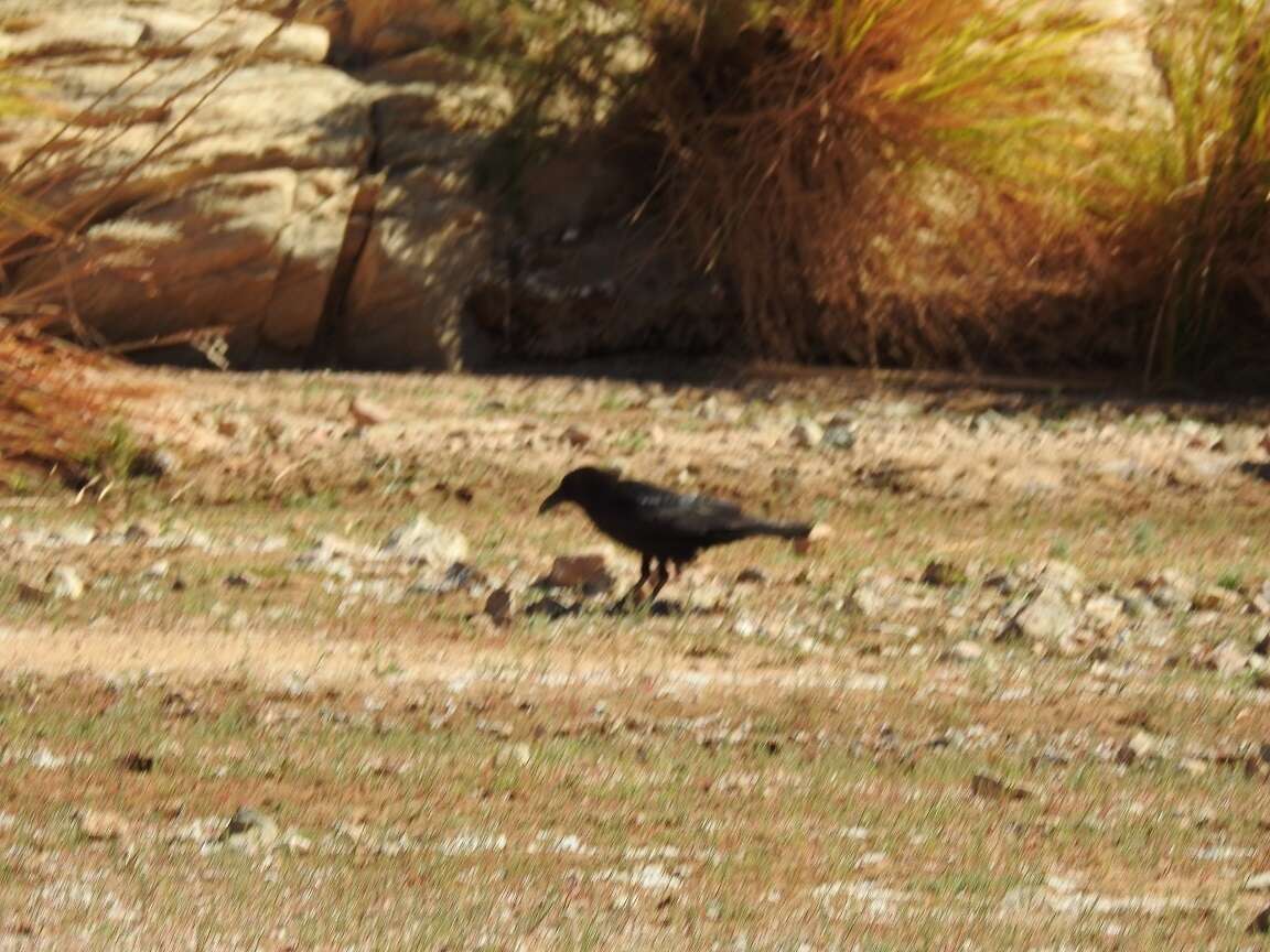 Plancia ëd Corvus ruficollis Lesson & R 1831