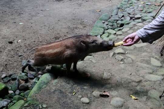Image of Celebes Pig