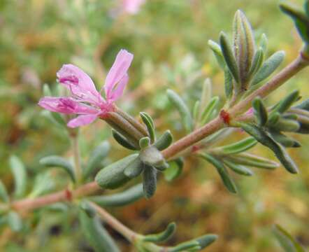 Image of alkali seaheath