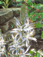 Image de Camassia cusickii S. Watson