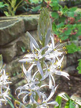 Image of Cusick's camas