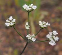 Image of spreading hedgeparsley