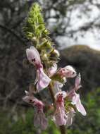 Image of bugle hedgenettle