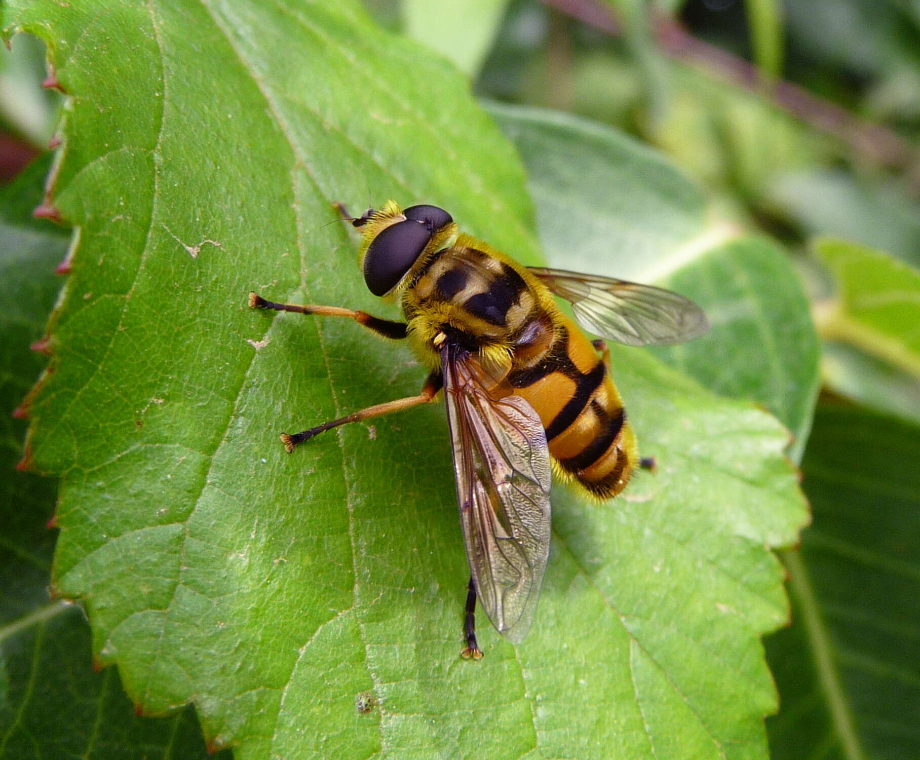 Image of Myathropa florea