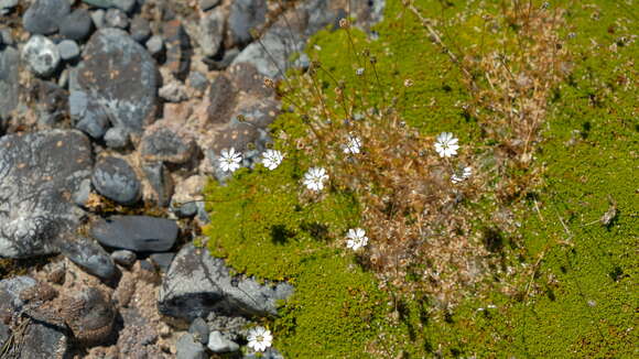 Image of Stellaria gracilenta Hook. fil.