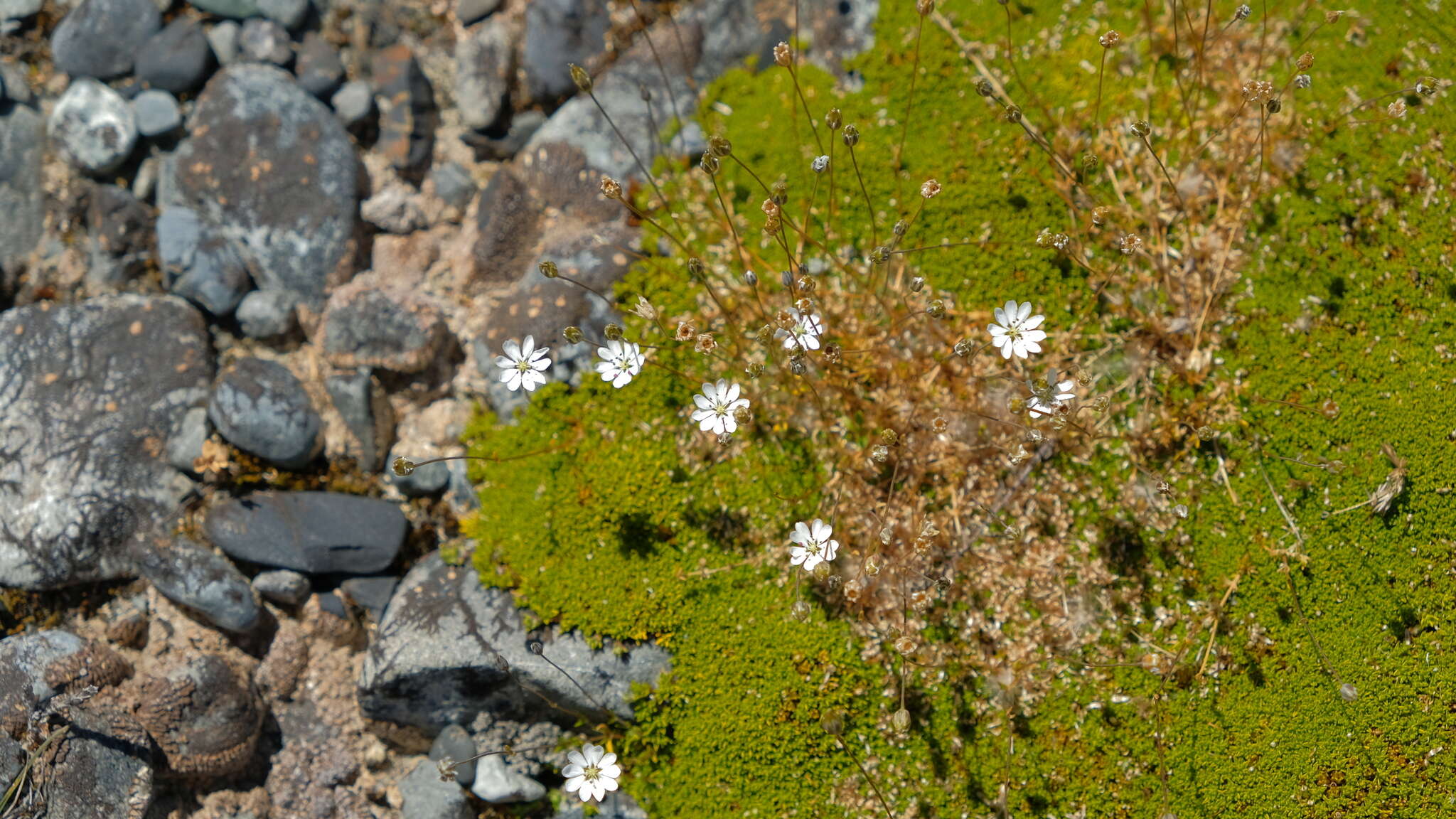 Imagem de Stellaria gracilenta Hook. fil.