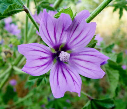 Image of high mallow