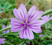 Image of high mallow