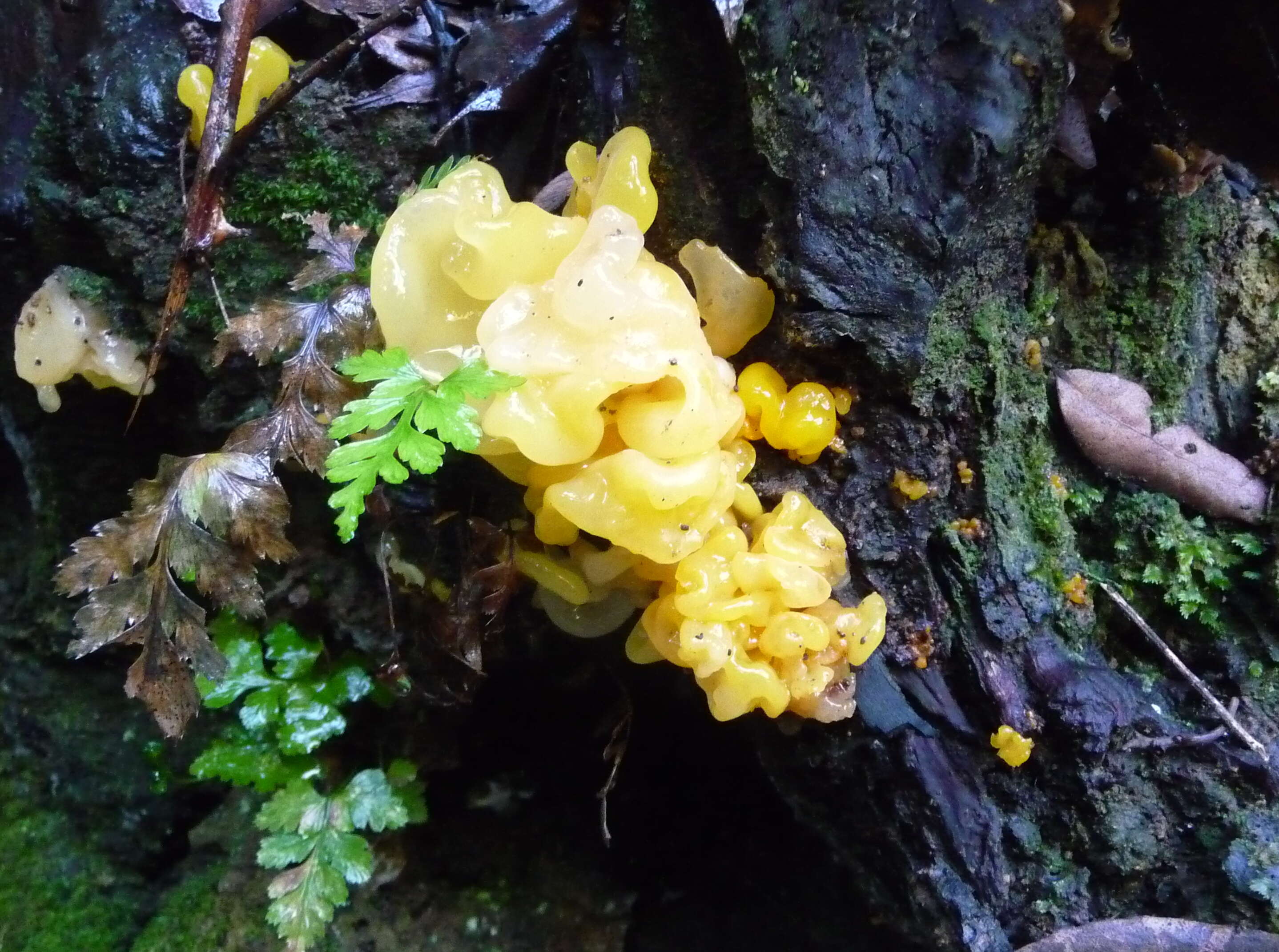 Image of Witches butter