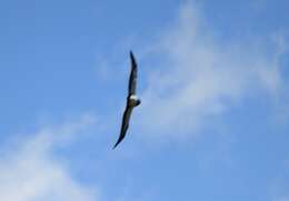 Image of Black-chested Buzzard-Eagle