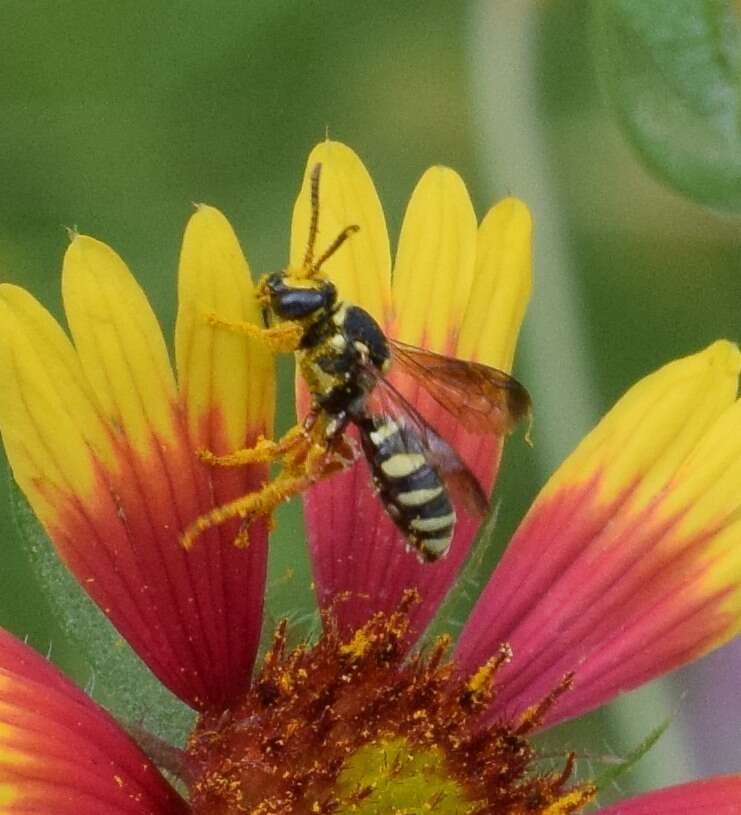 Image of Texas Nomad Bee