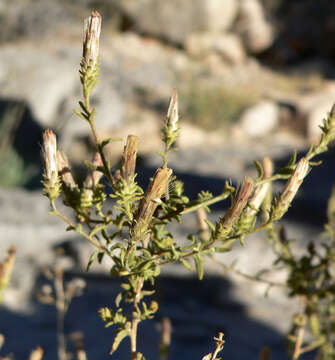 Image of littleleaf brickellbush