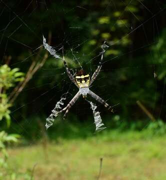 Image of Argiope boesenbergi Levi 1983