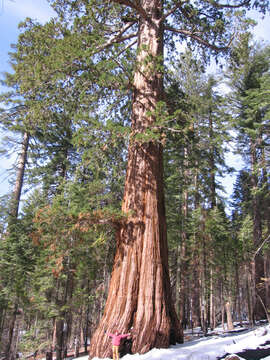 Image of giant sequoia