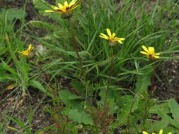 Image of Ringed ursinia