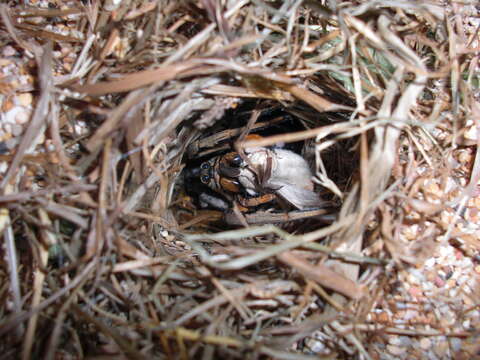 Image of wolf spiders