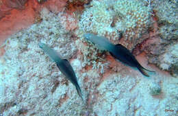 Image of Arrow dart-goby