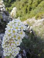 Imagem de Saxifraga longifolia Lapeyr.