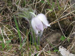 Image of Eastern Pasque Flower