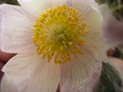 Image of Eastern Pasque Flower