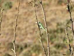 Image of Gray-hooded Parakeet