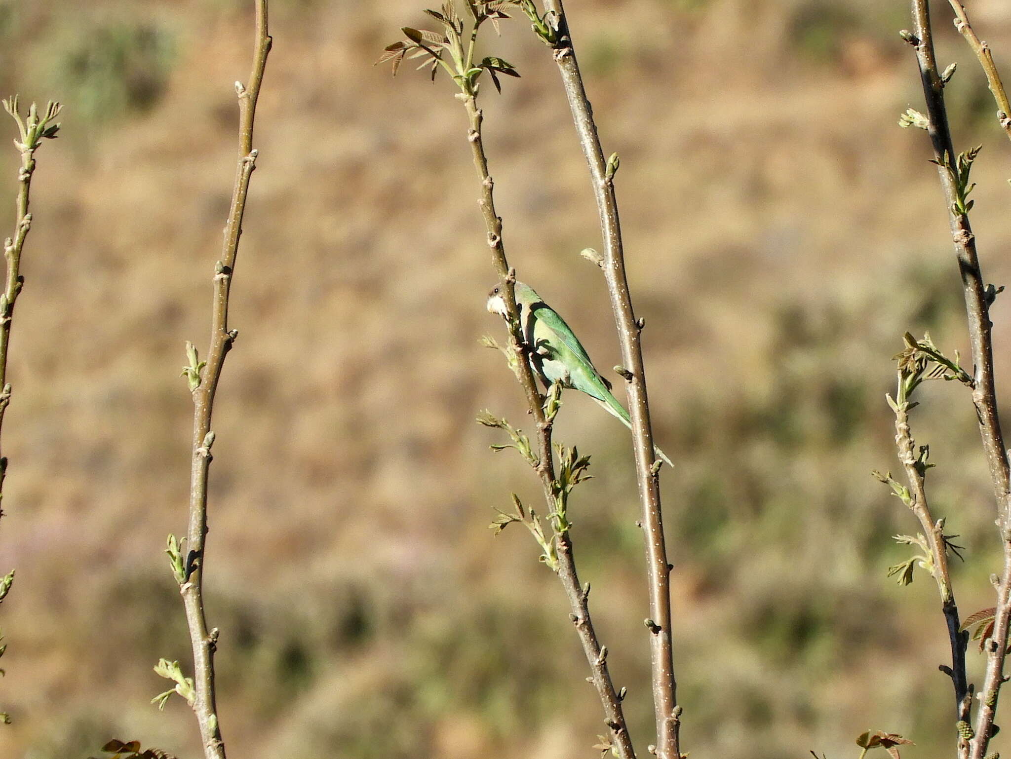 Image of Gray-hooded Parakeet