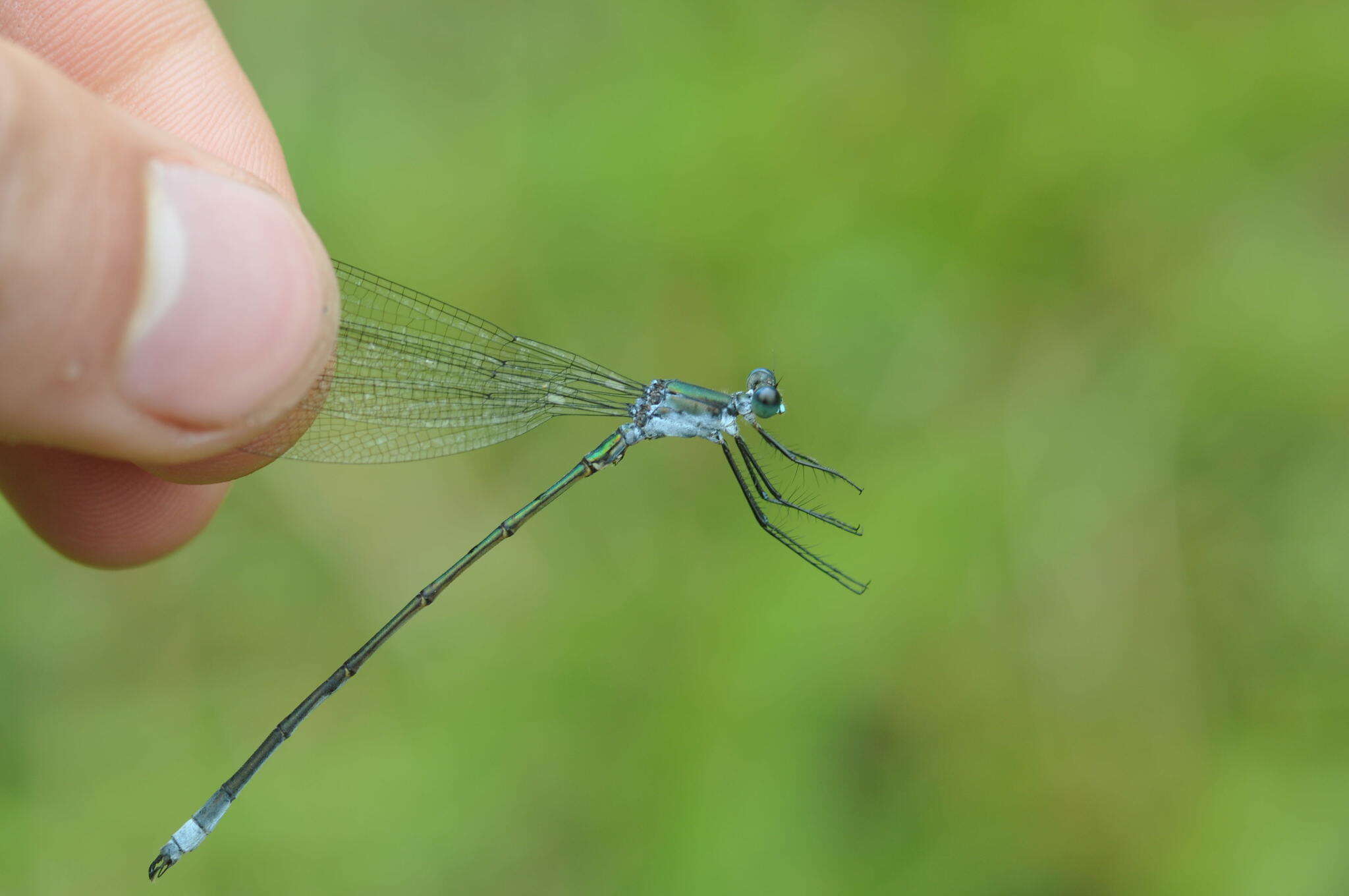 Image of Swamp Spreadwing