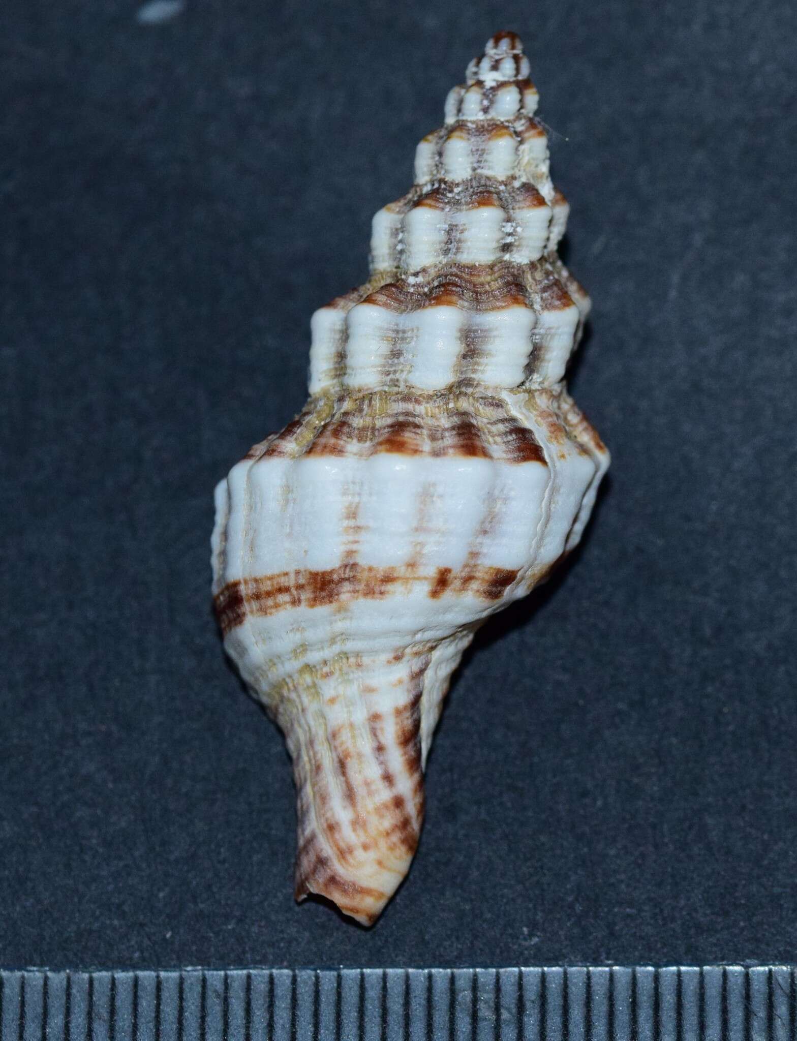 Image de Aptyxis syracusana (Linnaeus 1758)