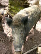 Imagem de Sus scrofa scrofa Linnaeus 1758