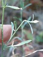 Слика од Centaurea langei Nym.