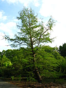 Image of Bald Cypress