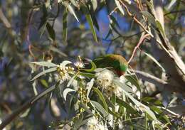 Image of Little Lorikeet