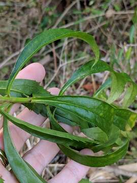 Image of Goatweed