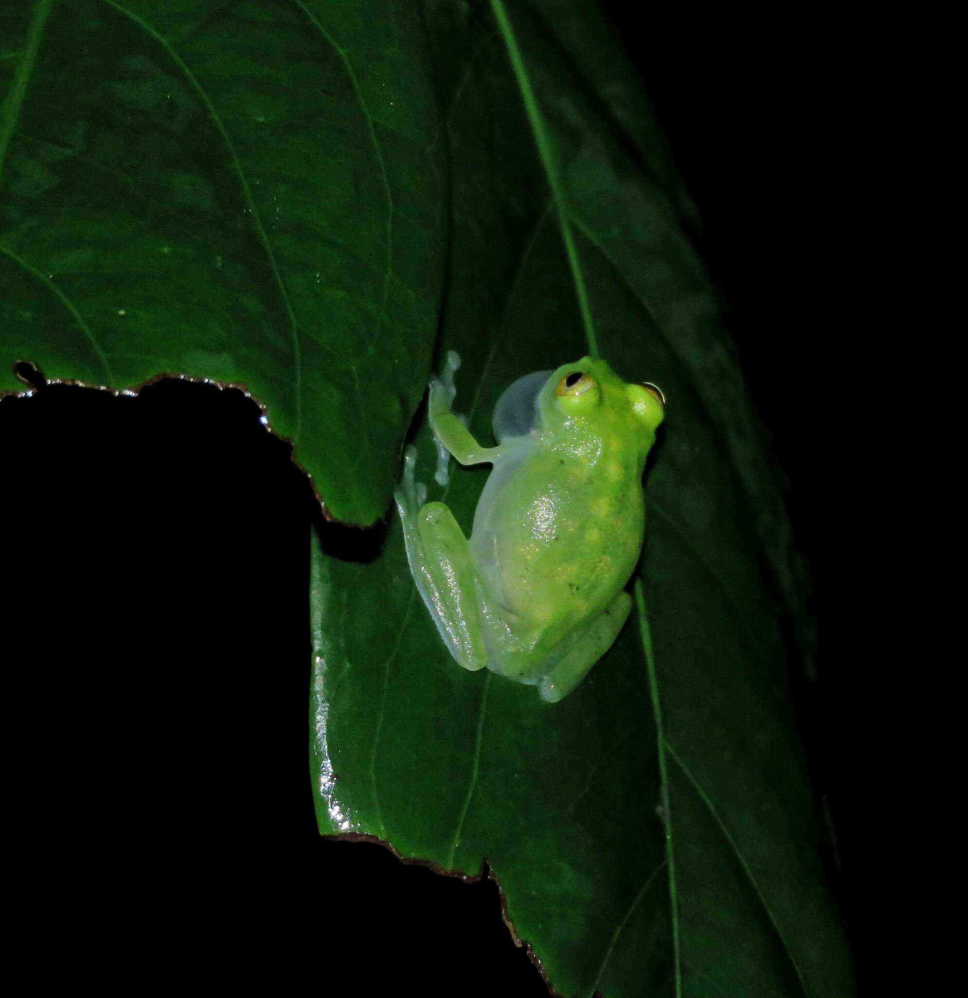 Image of Hyalinobatrachium cappellei (Van Lidth de Jeude 1904)