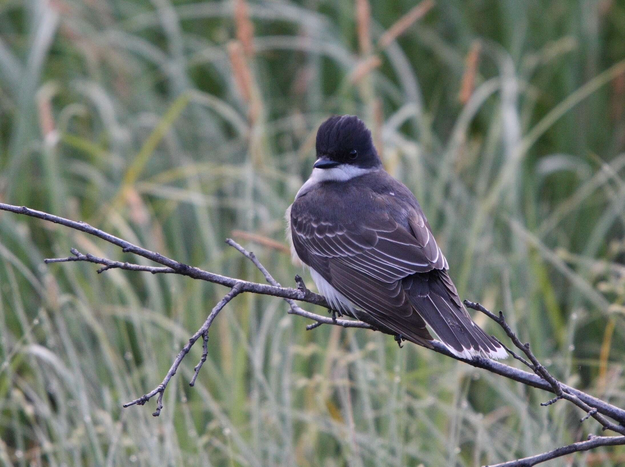 Image of Eastern Kingbird